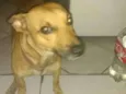 Sorisso