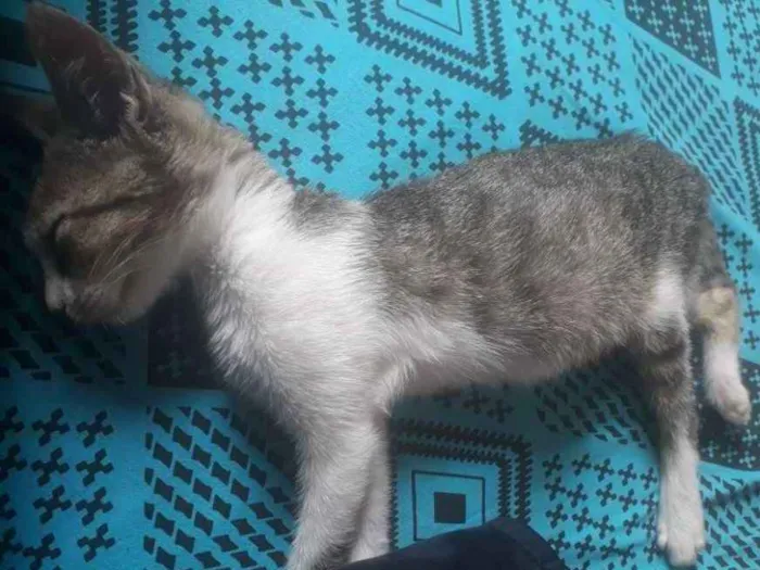 Gato ra a Não sei idade Abaixo de 2 meses nome Não tem