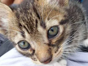 Gato raça Indefinida idade 2 a 6 meses nome Josh