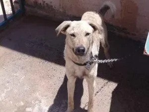 Cachorro raça Vira-Lata idade 1 ano nome Fred