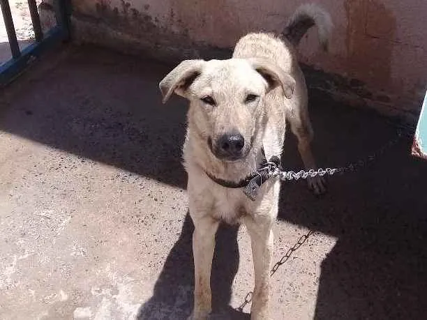 Cachorro ra a Vira-Lata idade 1 ano nome Fred