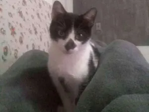 Gato raça  idade 3 anos nome Lindinha e carlito