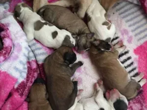 Cachorro raça Sem raça definida  idade Abaixo de 2 meses nome Winderson 