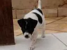 Cachorro ra a Vira-lata idade 2 a 6 meses nome Loula