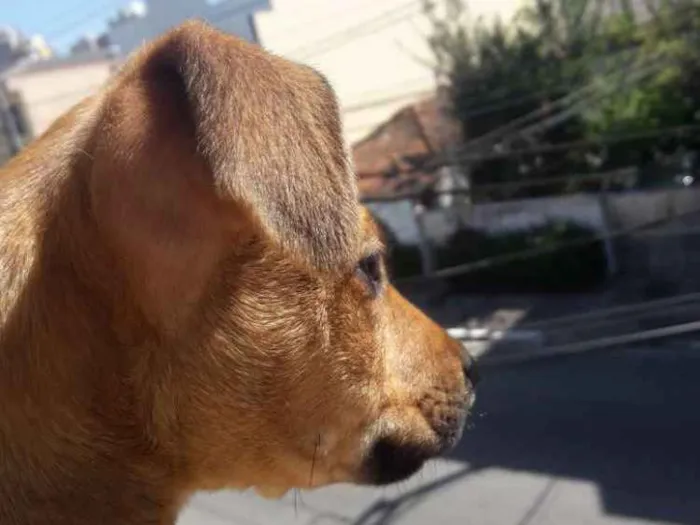 Cachorro ra a SRD idade 7 a 11 meses nome Sansão 