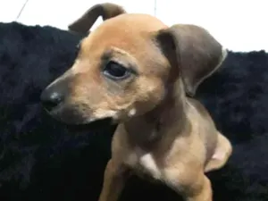 Cachorro raça SRD idade 7 a 11 meses nome Sansão 