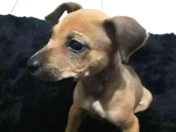 Cachorro ra a SRD idade 7 a 11 meses nome Sansão 
