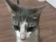 Desconhecido