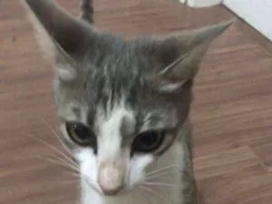 Gato raça  idade 2 a 6 meses nome Desconhecido