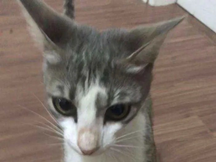 Gato ra a  idade 2 a 6 meses nome Desconhecido