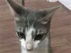 Gato raça  idade 2 a 6 meses nome Desconhecido