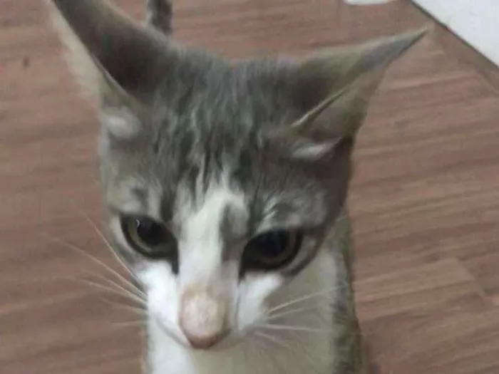 Gato ra a  idade 2 a 6 meses nome Desconhecido