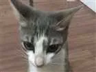 Gato raça  idade 2 a 6 meses nome Desconhecido