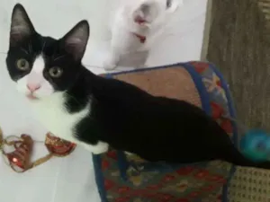 Gato raça  idade 2 a 6 meses nome CEBOLINHA LEON LOIRO