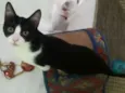 CEBOLINHA LEON LOIRO