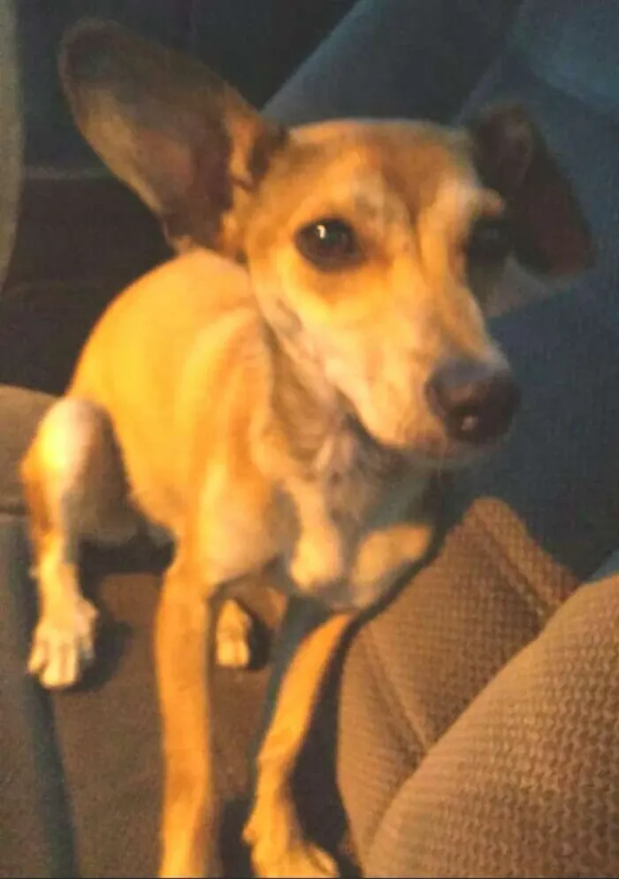 Cachorro ra a Pinscher ( Mestiça) idade 1 ano nome Babi 
