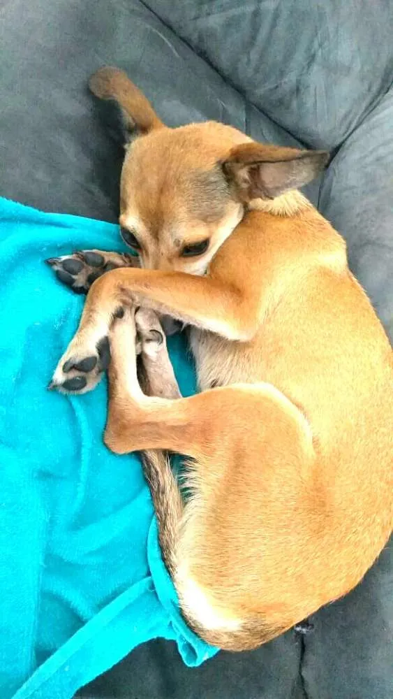 Cachorro ra a Pinscher ( Mestiça) idade 1 ano nome Babi 