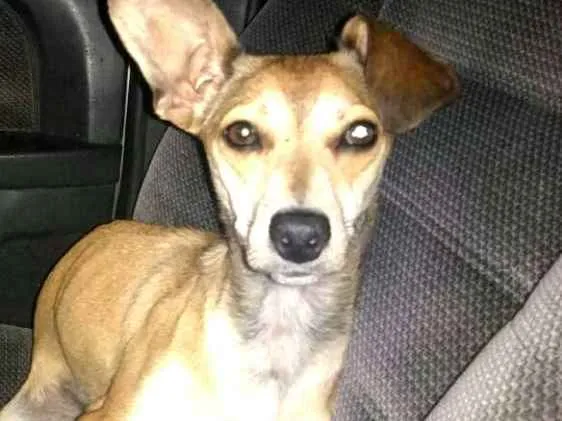 Cachorro ra a Pinscher ( Mestiça) idade 1 ano nome Babi 
