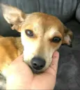 Babi