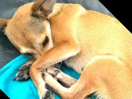 Cachorro ra a Pinscher ( Mestiça) idade 1 ano nome Babi 