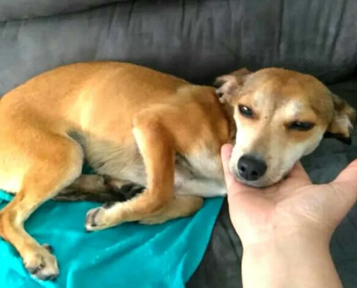 Cachorro ra a Pinscher ( Mestiça) idade 1 ano nome Babi 