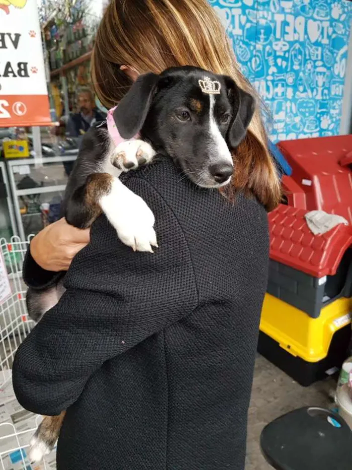 Cachorro ra a Mestiça Whippet + Fox ( canil) idade 2 a 6 meses nome Hanna