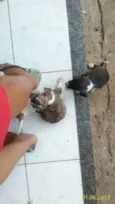 Cachorro
