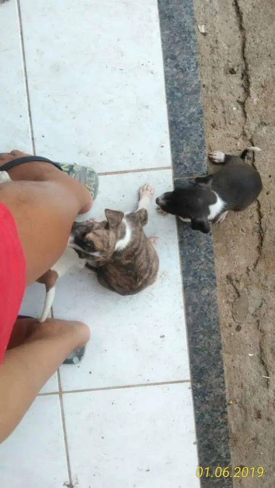 Cachorro raça Mista idade Abaixo de 2 meses nome Cachorro