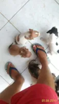 Cachorro