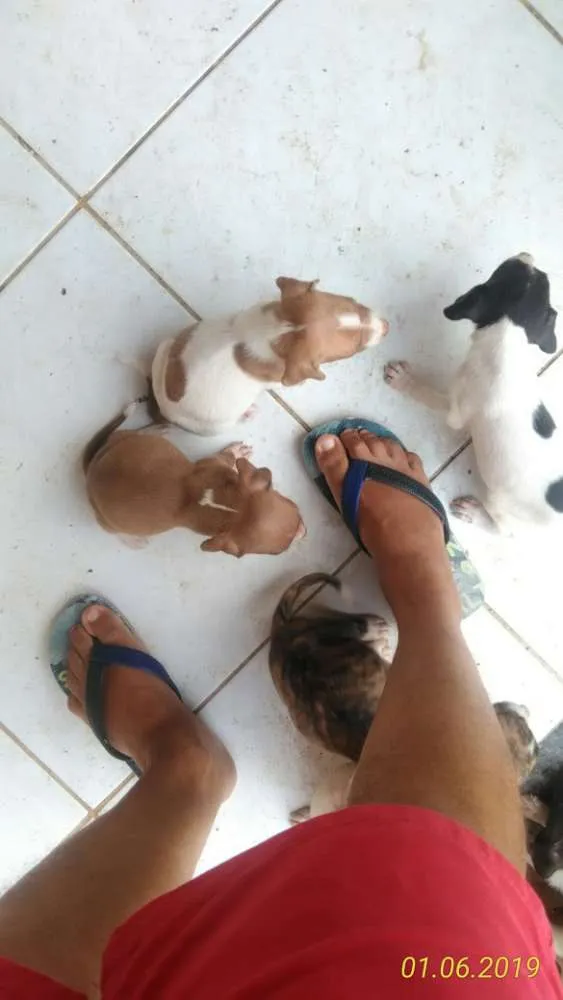 Cachorro raça Mista idade Abaixo de 2 meses nome Cachorro