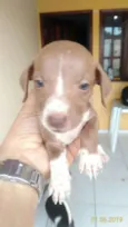 Cachorro