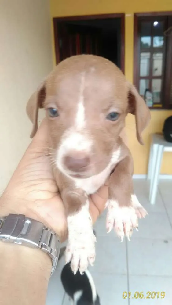 Cachorro raça Mista idade Abaixo de 2 meses nome Cachorro