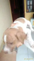 Cachorro