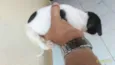 Cachorro