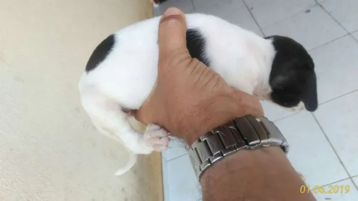 Cachorro raça Mista idade Abaixo de 2 meses nome Cachorro