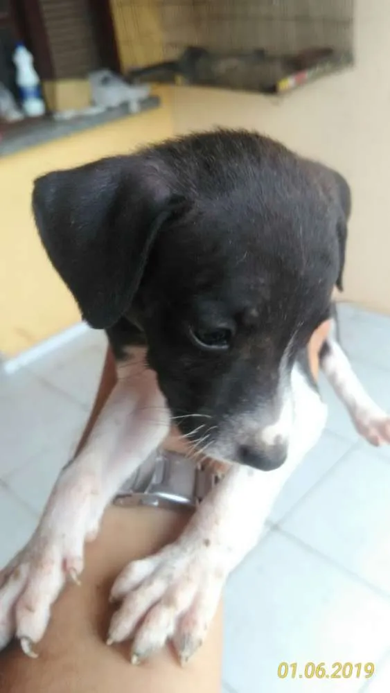 Cachorro raça Mista idade Abaixo de 2 meses nome Cachorro