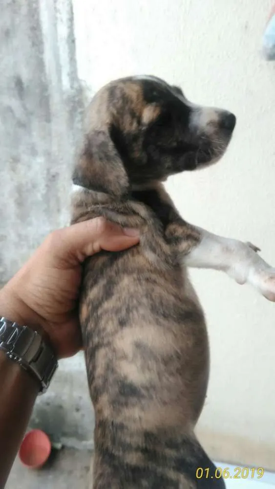 Cachorro raça Mista idade Abaixo de 2 meses nome Cachorro