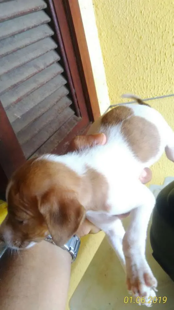 Cachorro raça Mista idade Abaixo de 2 meses nome Cachorro