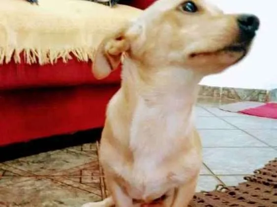 Cachorro ra a Misturado idade 7 a 11 meses nome Aroldo