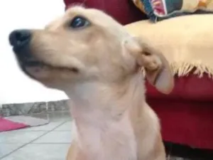 Cachorro raça Srd idade 1 ano nome Beto