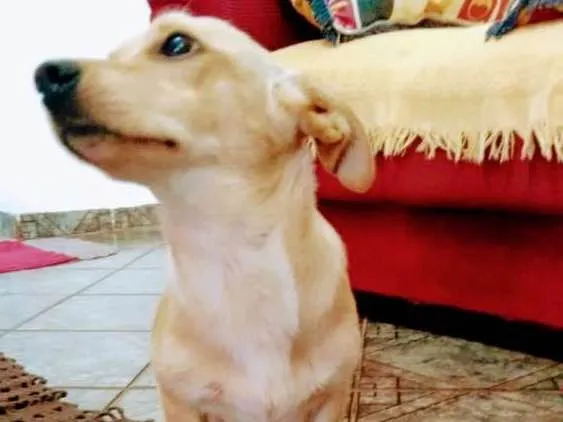 Cachorro ra a Misturado idade 7 a 11 meses nome Aroldo