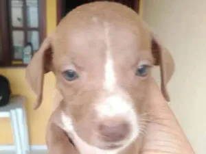 Cachorro raça Mista idade Abaixo de 2 meses nome Cachorro