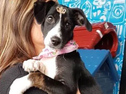 Cachorro ra a Mestiça Whippet + Fox ( canil) idade 2 a 6 meses nome Hanna