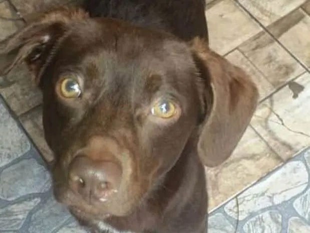 Cachorro ra a  idade 7 a 11 meses nome Martín 