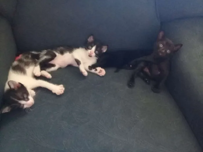 Gato ra a SRD idade Abaixo de 2 meses nome Sem nome