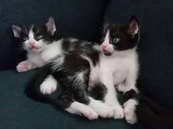 Gato ra a SRD idade Abaixo de 2 meses nome Sem nome