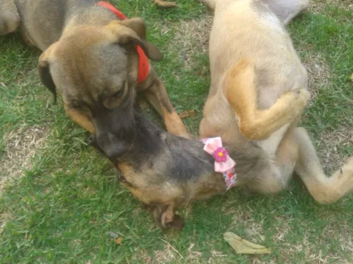 Cachorro ra a Mestiço idade 2 a 6 meses nome Nick