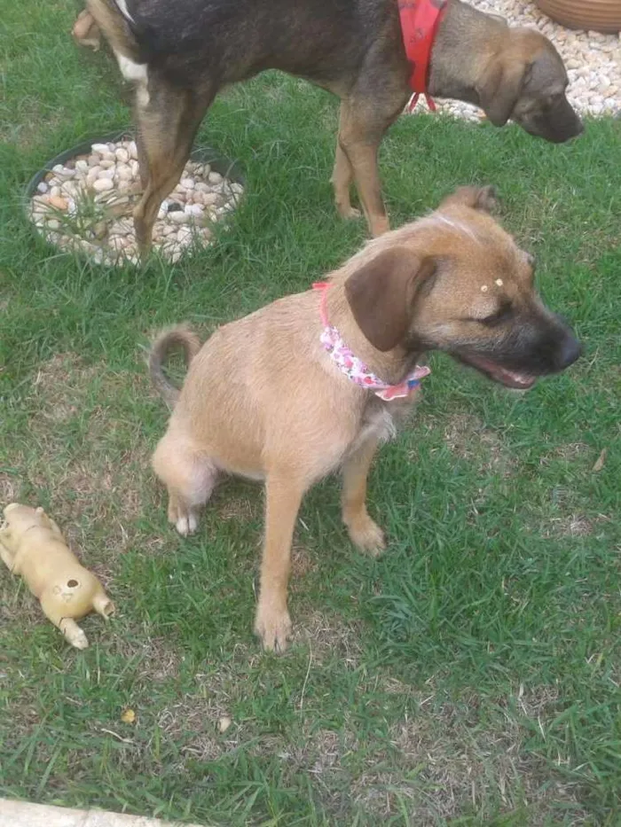 Cachorro ra a Mestiço idade 2 a 6 meses nome Nick