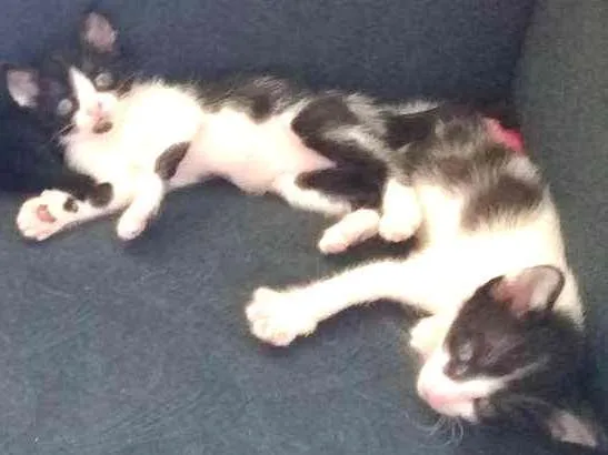Gato ra a SRD idade Abaixo de 2 meses nome Sem nome
