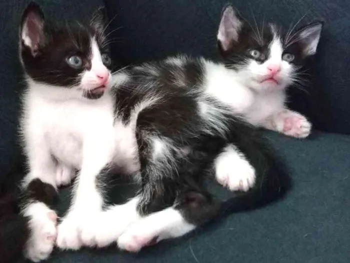 Gato ra a SRD idade Abaixo de 2 meses nome Sem nome